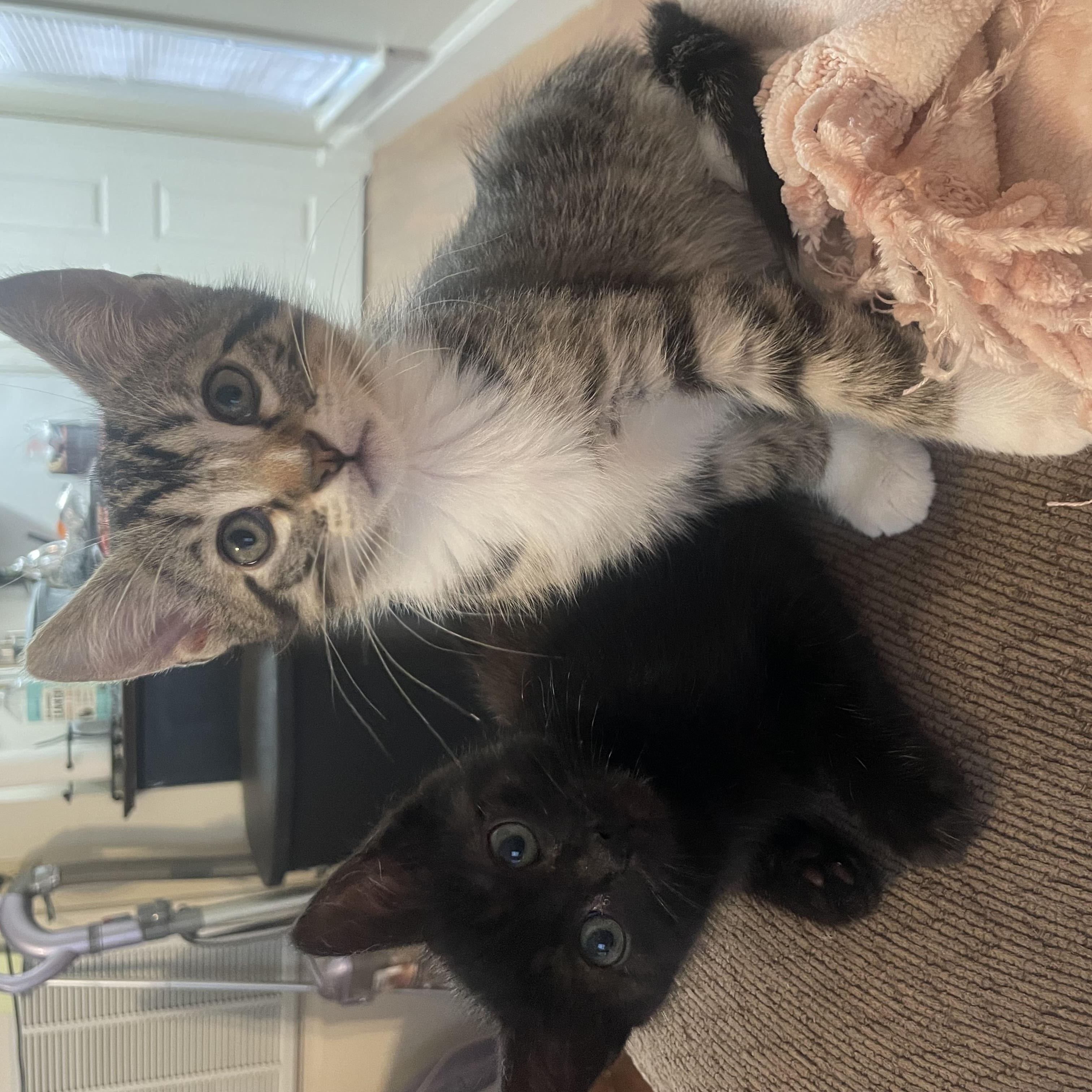 Coral, an adopted Domestic Short Hair in Mississippi State, MS image 4/5