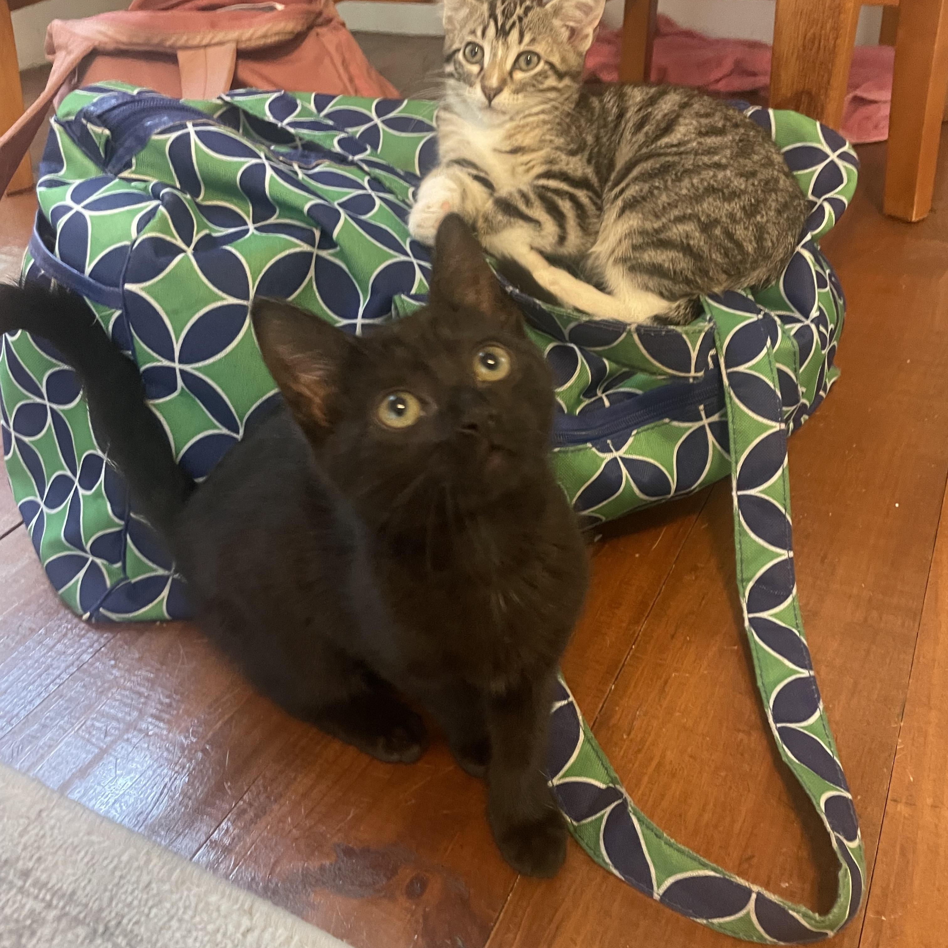 Coral, an adopted Domestic Short Hair in Mississippi State, MS image 5/5