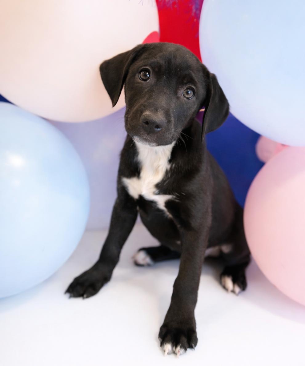 Enlarge Cake , a Adoptable mixed breed in Baton Rouge, LA image 1/1