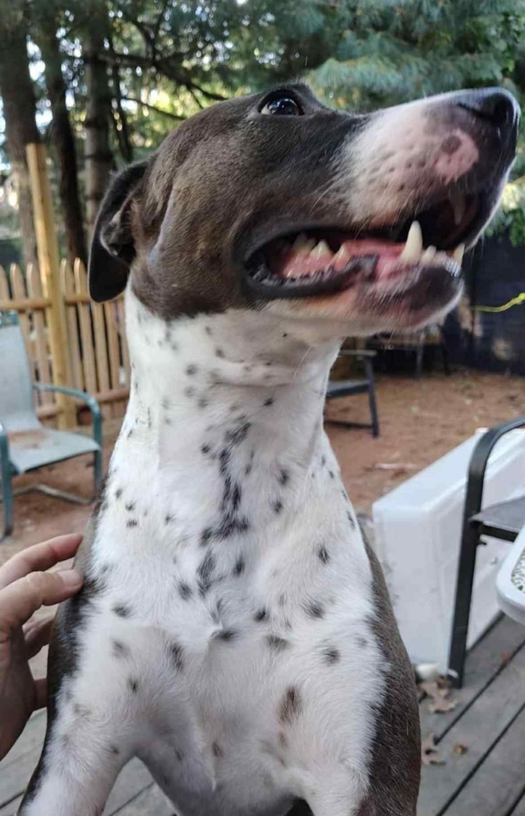 Stacee — thumbnail 4