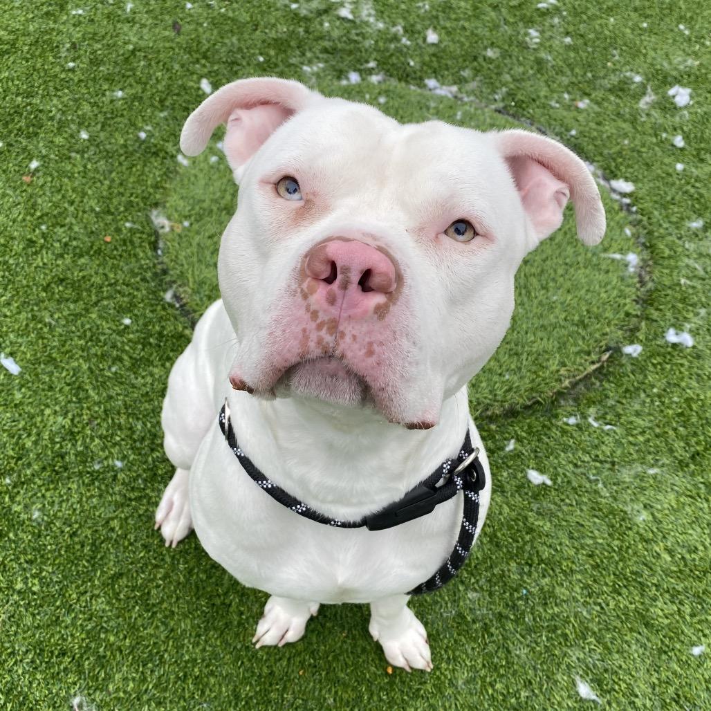 Enlarge Beetho (Bae-toe), a Adoptable Pit Bull Terrier in Bedford, NH image 2/3