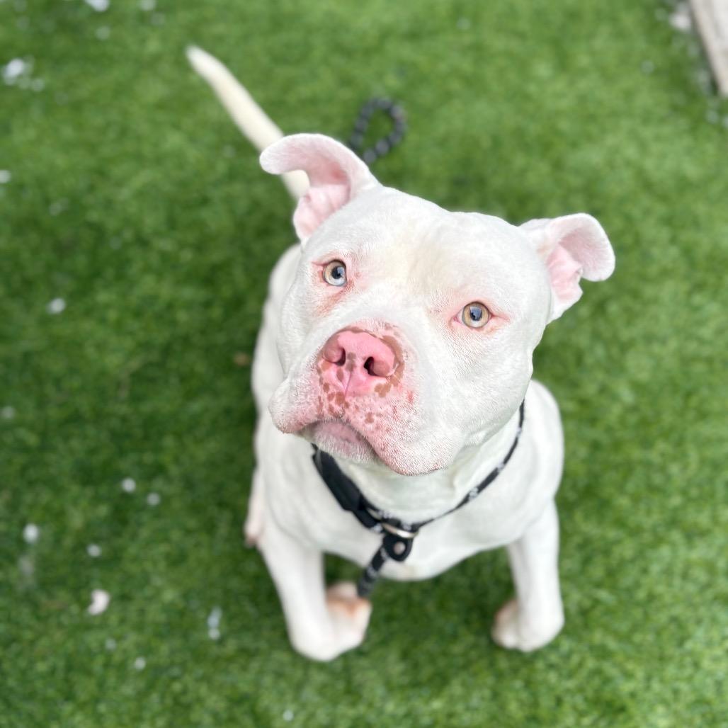 Enlarge Beetho (Bae-toe), a Adoptable Pit Bull Terrier in Bedford, NH image 3/3
