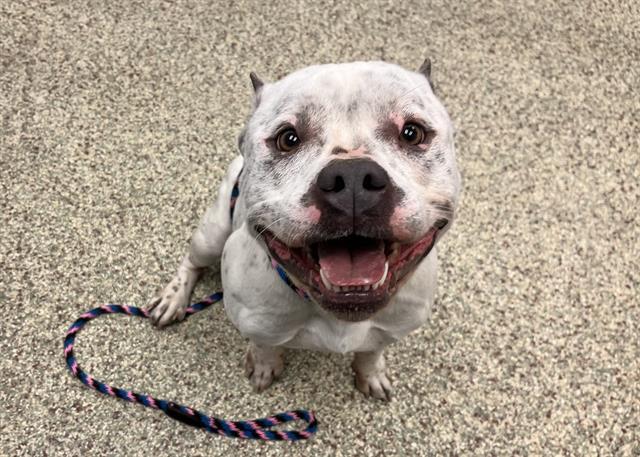 MEMPHIS, Adoptable, Adult Male Pit Bull Terrier & Mixed Breed.