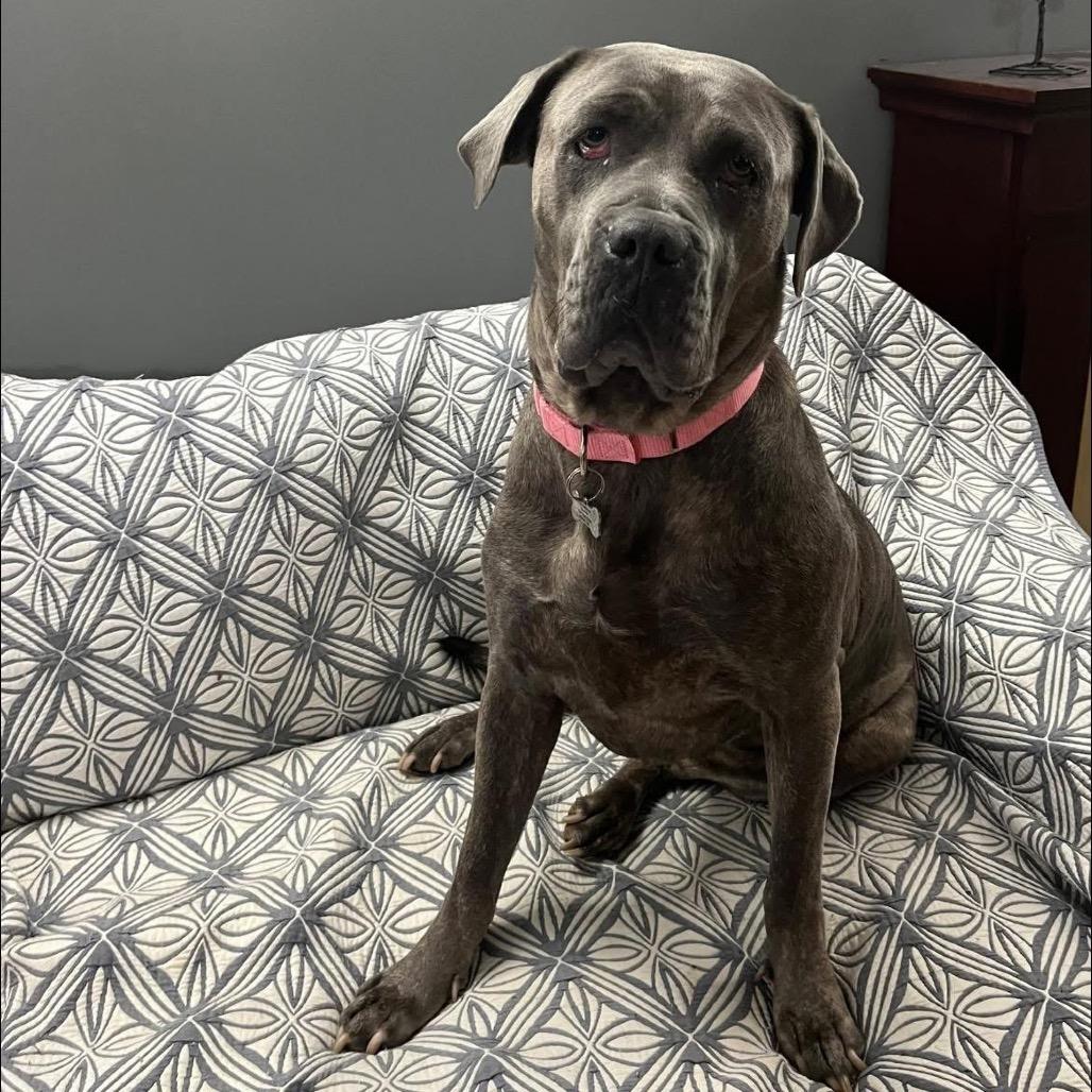 Enlarge Sadie, a Adoptable Mixed Breed in Mentor, OH image 1/6