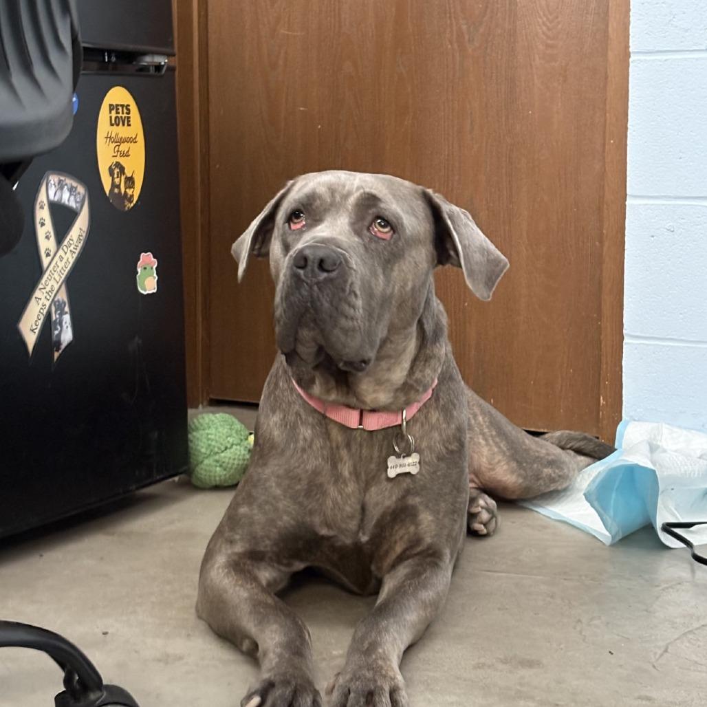 Enlarge Sadie, a Adoptable Mixed Breed in Mentor, OH image 2/6