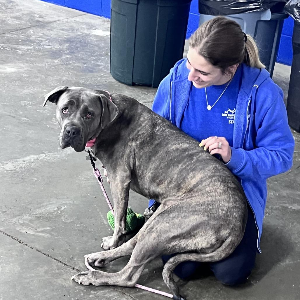 Enlarge Sadie, a Adoptable Mixed Breed in Mentor, OH image 4/6