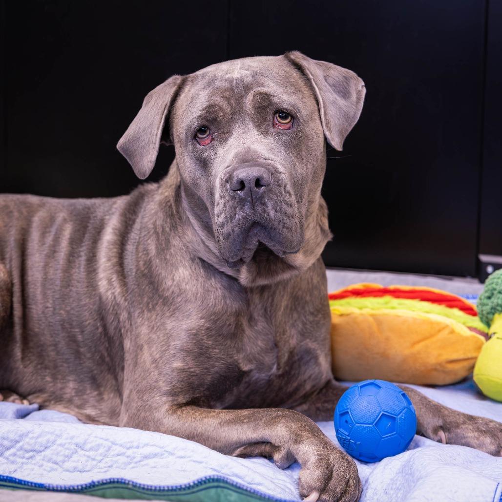 Enlarge Sadie, a Adoptable Mixed Breed in Mentor, OH image 5/6