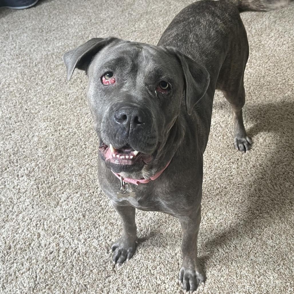 Enlarge Sadie, a Adoptable Mixed Breed in Mentor, OH image 6/6