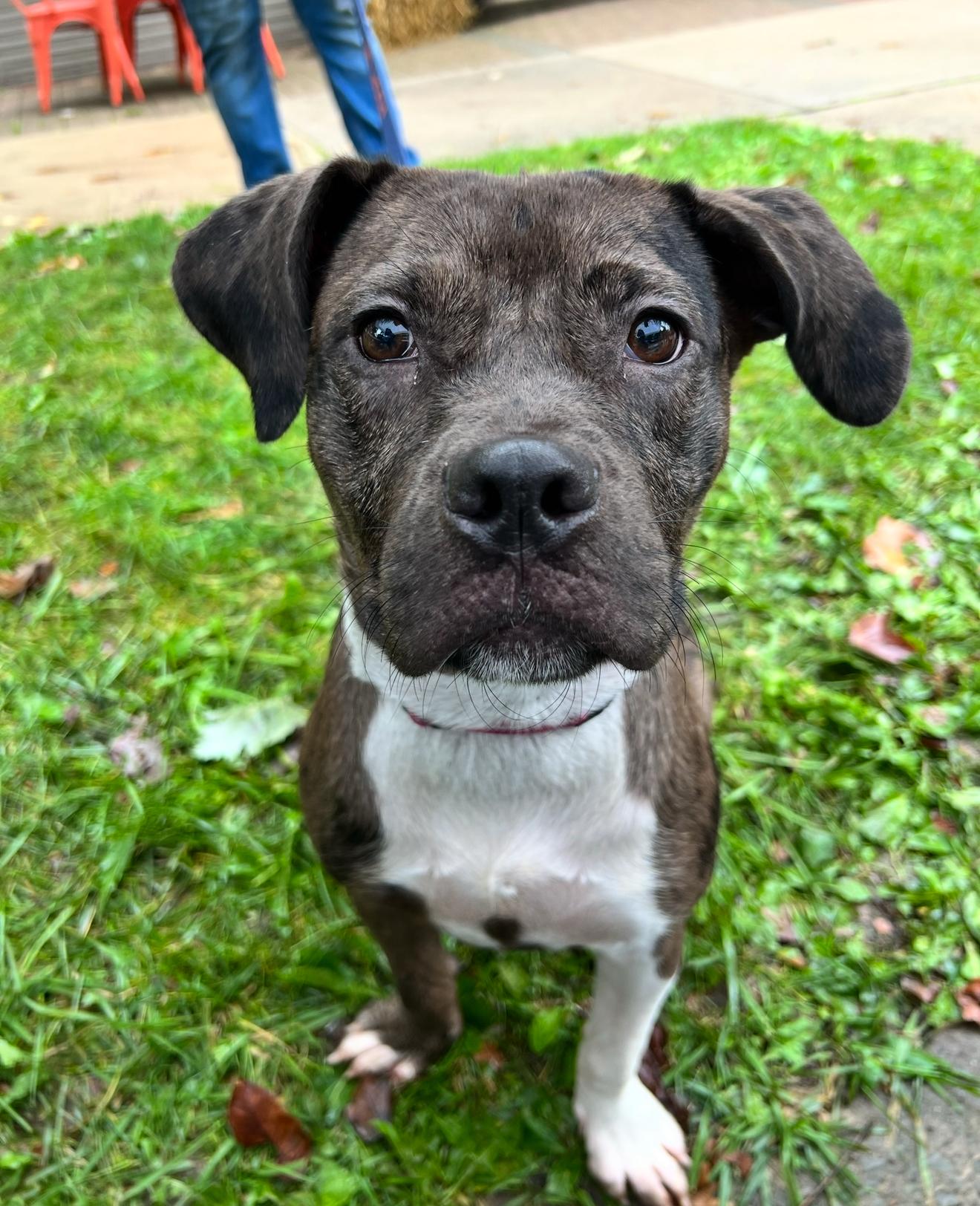 Enlarge Thea, a Adoptable mixed breed in Stahlstown, PA image 1/6