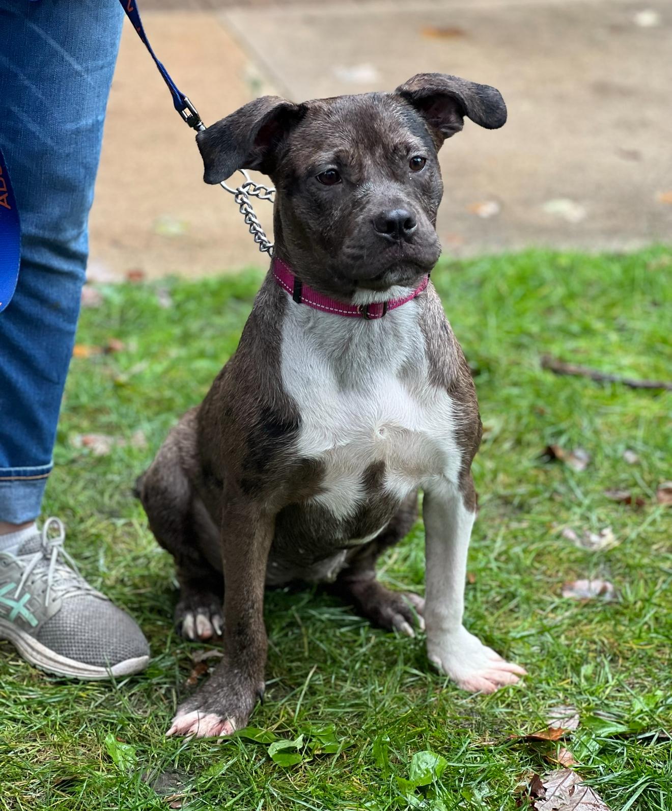 Enlarge Thea, a Adoptable mixed breed in Stahlstown, PA image 5/6