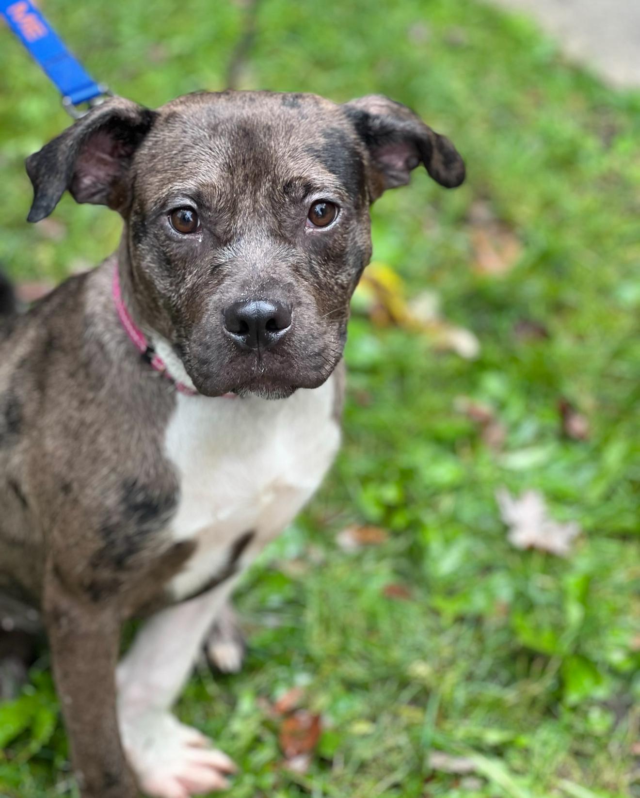 Enlarge Thea, a Adoptable mixed breed in Stahlstown, PA image 6/6