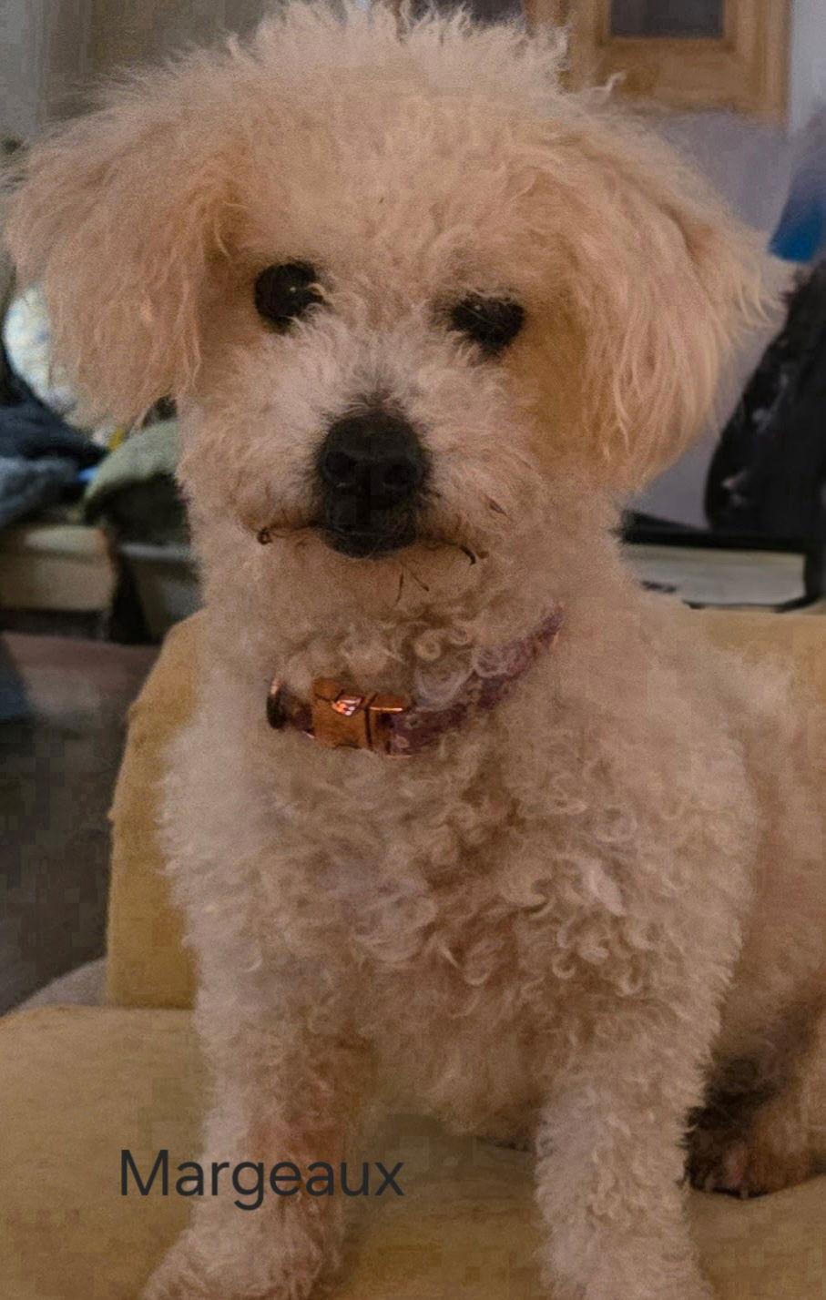 Enlarge Margeaux, a Adoptable Poodle in Morganville, NJ image 1/1