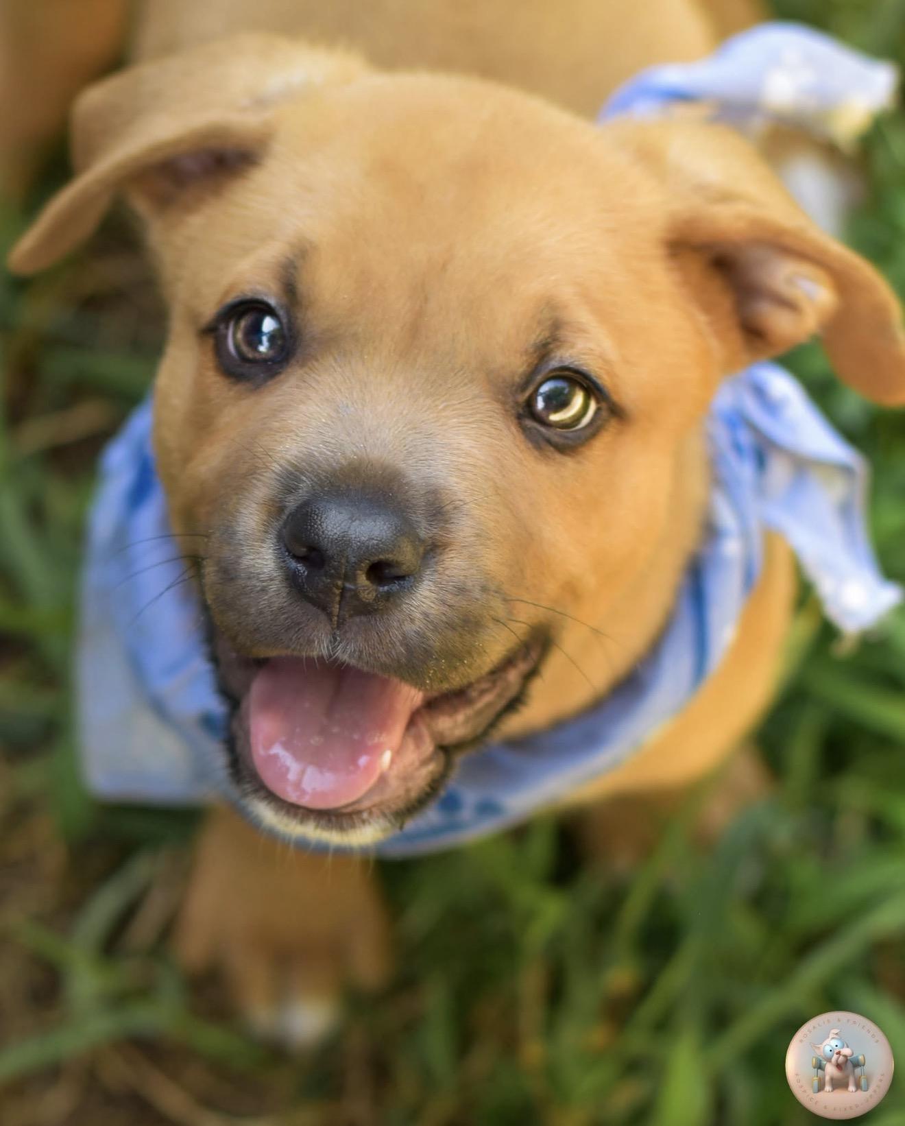 Enlarge Harris, a ADOPTABLE mixed breed in Milton, FL image 2/5