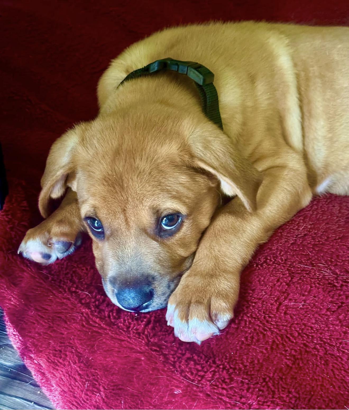 Enlarge Harris, a ADOPTABLE mixed breed in Milton, FL image 3/5