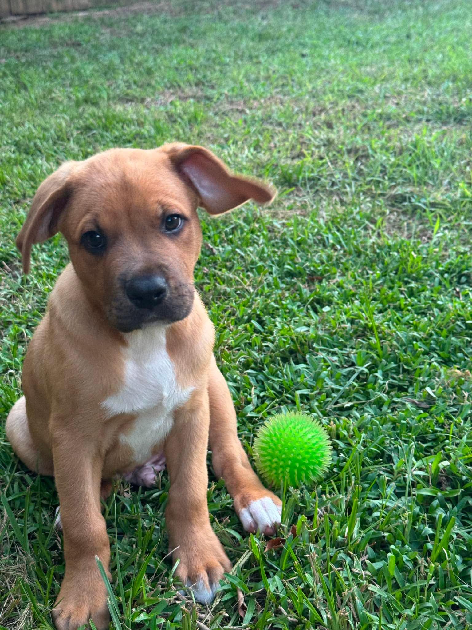 Enlarge Harris, a ADOPTABLE mixed breed in Milton, FL image 4/5