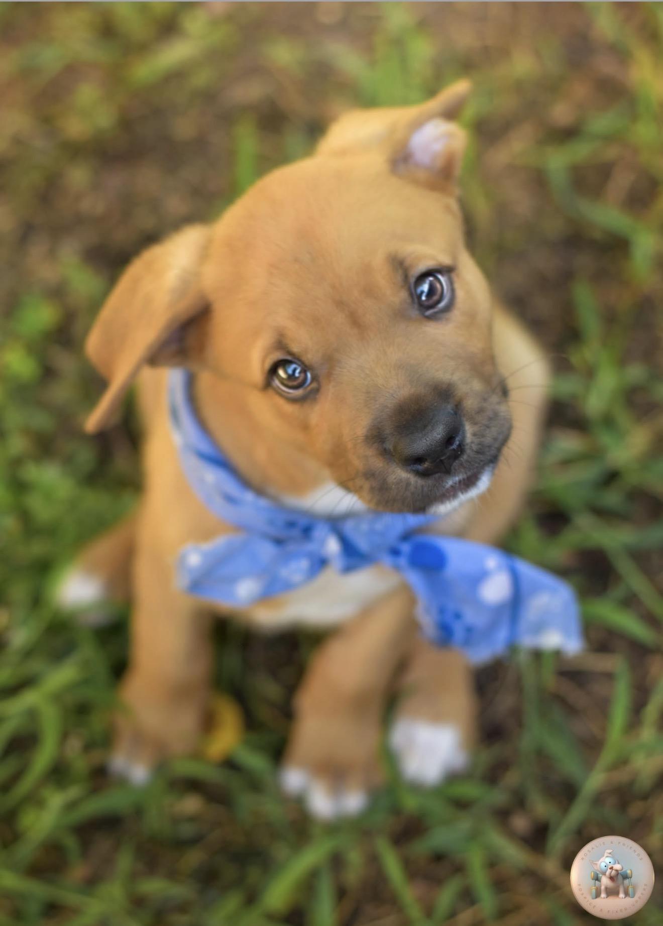 Harris, ADOPTABLE, Puppy Male American Staffordshire Terrier.