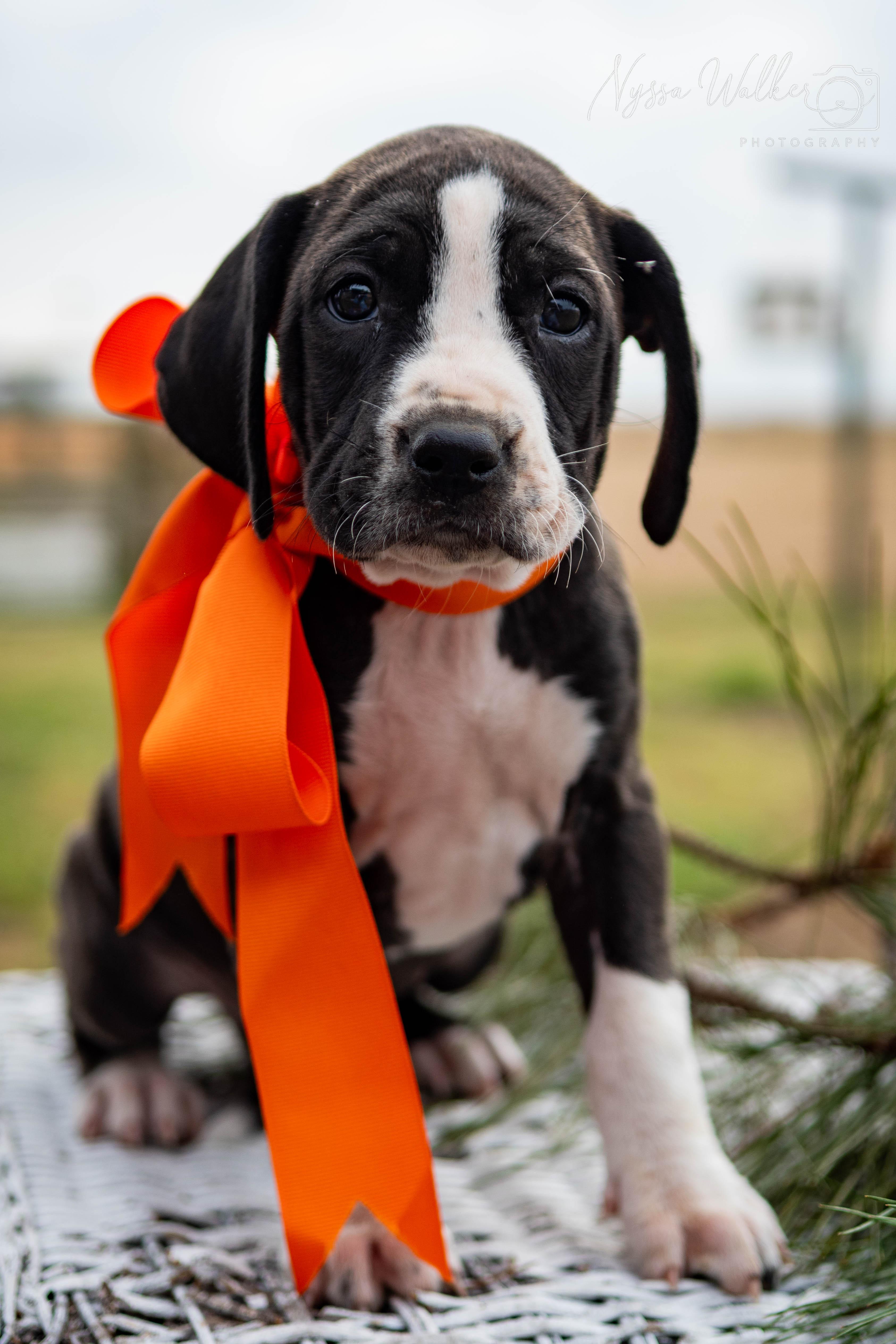 Enlarge Aspen (Female), a Adoptable English Coonhound in TULSA, OK image 5/6