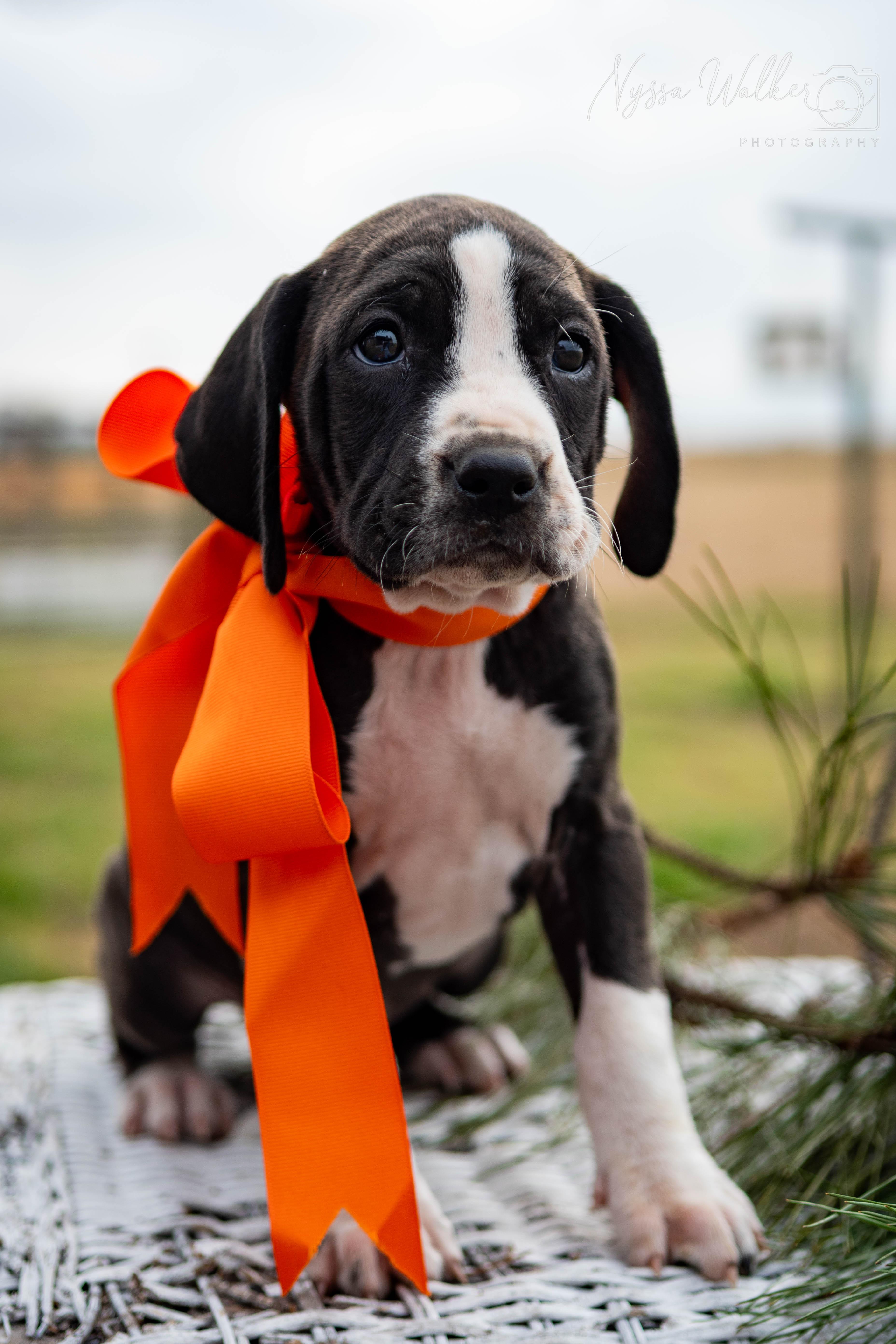Enlarge Aspen (Female), a Adoptable English Coonhound in TULSA, OK image 2/6