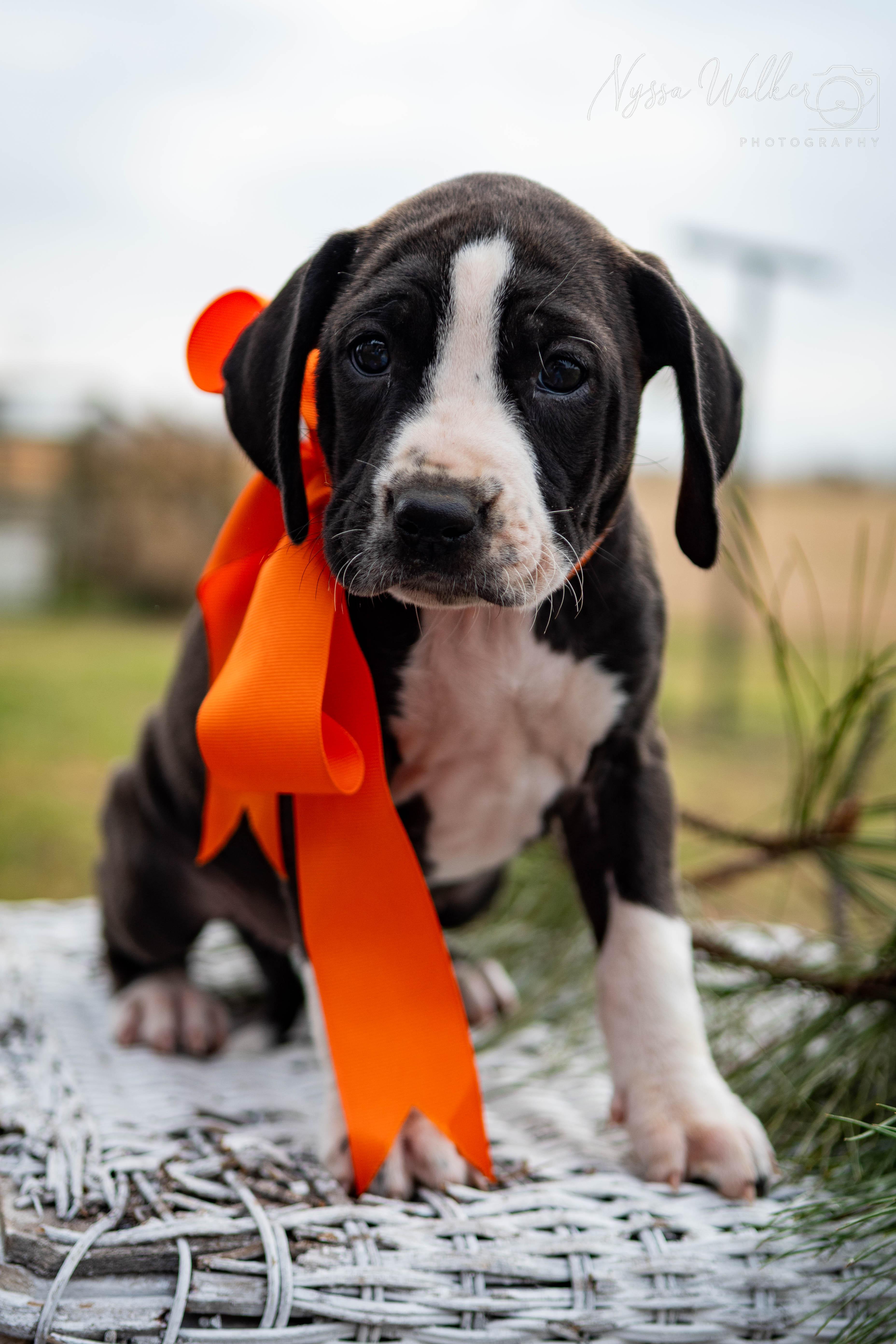 Enlarge Aspen (Female), a Adoptable English Coonhound in TULSA, OK image 6/6