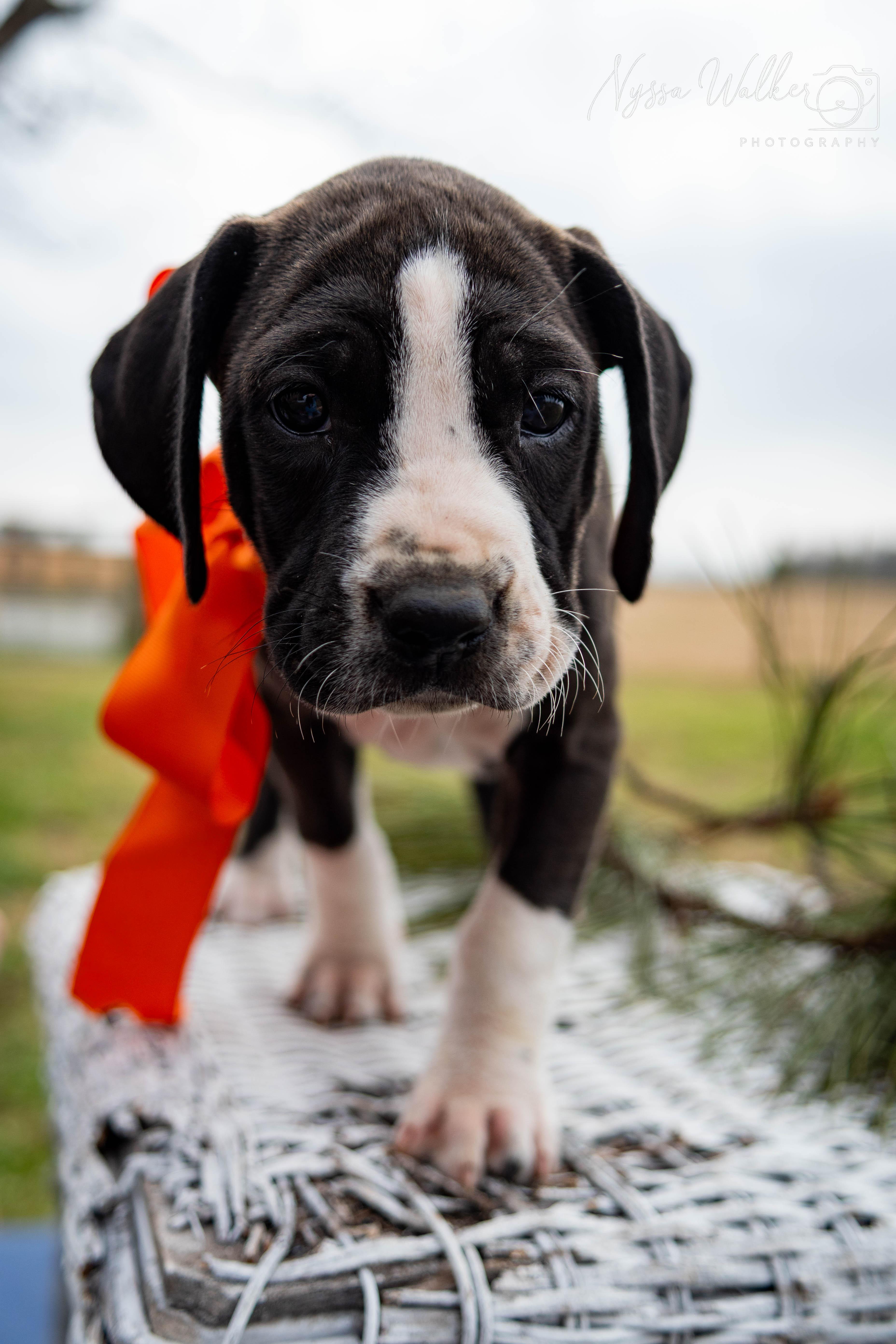 Enlarge Aspen (Female), a Adoptable English Coonhound in TULSA, OK image 1/6