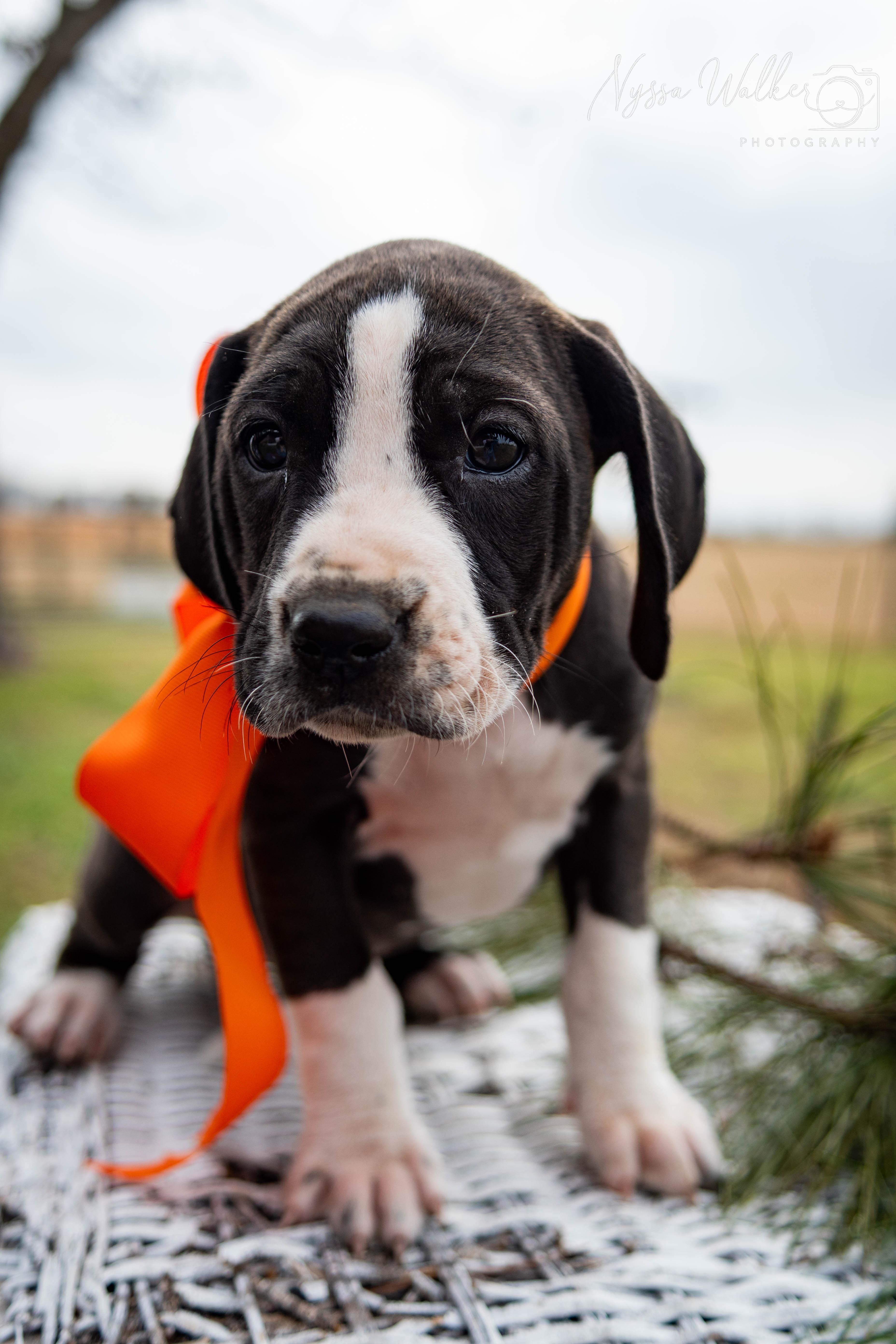 Enlarge Aspen (Female), a Adoptable English Coonhound in TULSA, OK image 4/6
