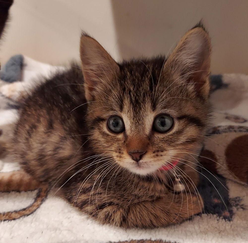 Pryde, Adoptable, Kitten Female Domestic Medium Hair.