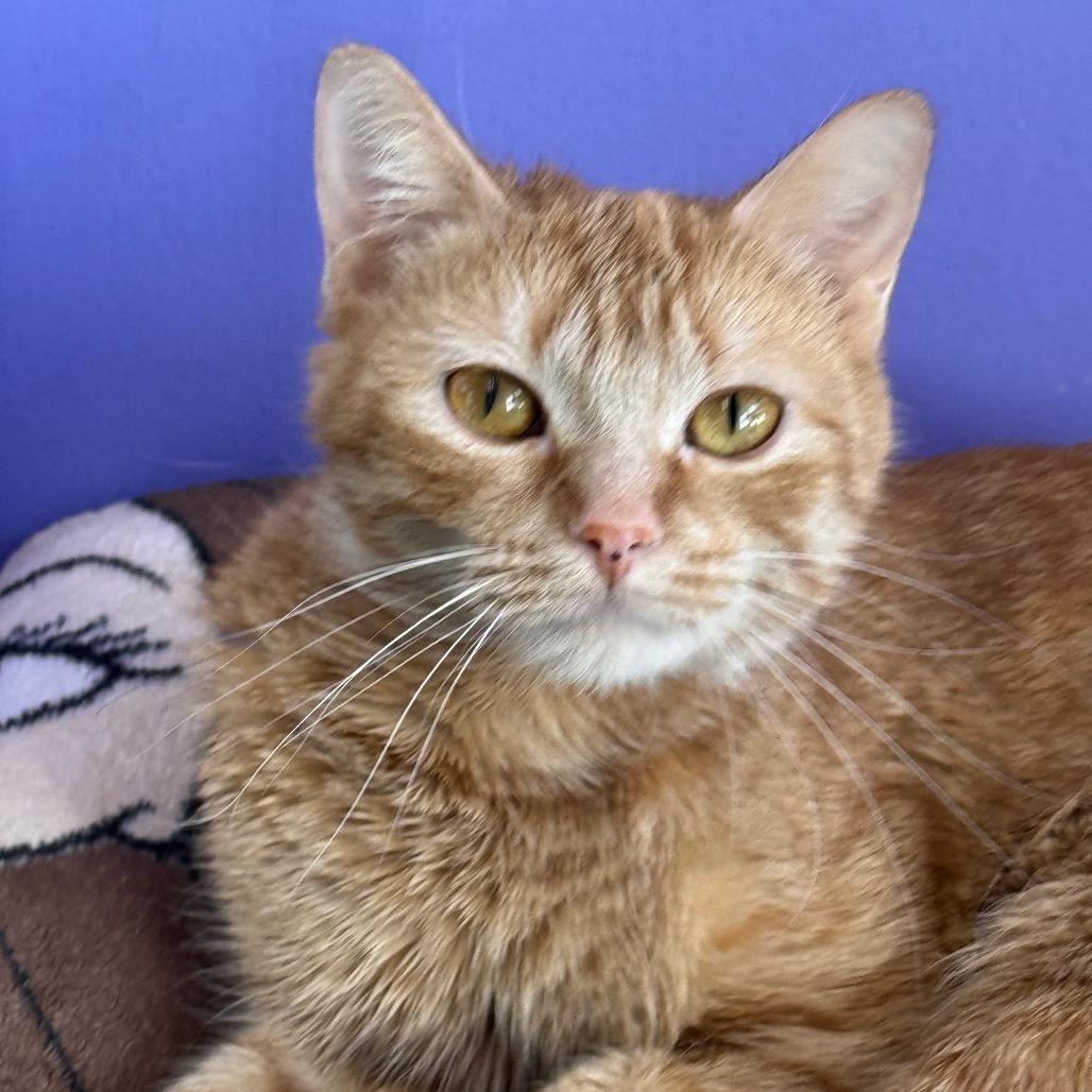 Enlarge Voyager, a Adoptable Domestic Short Hair in Mankato, MN image 2/3