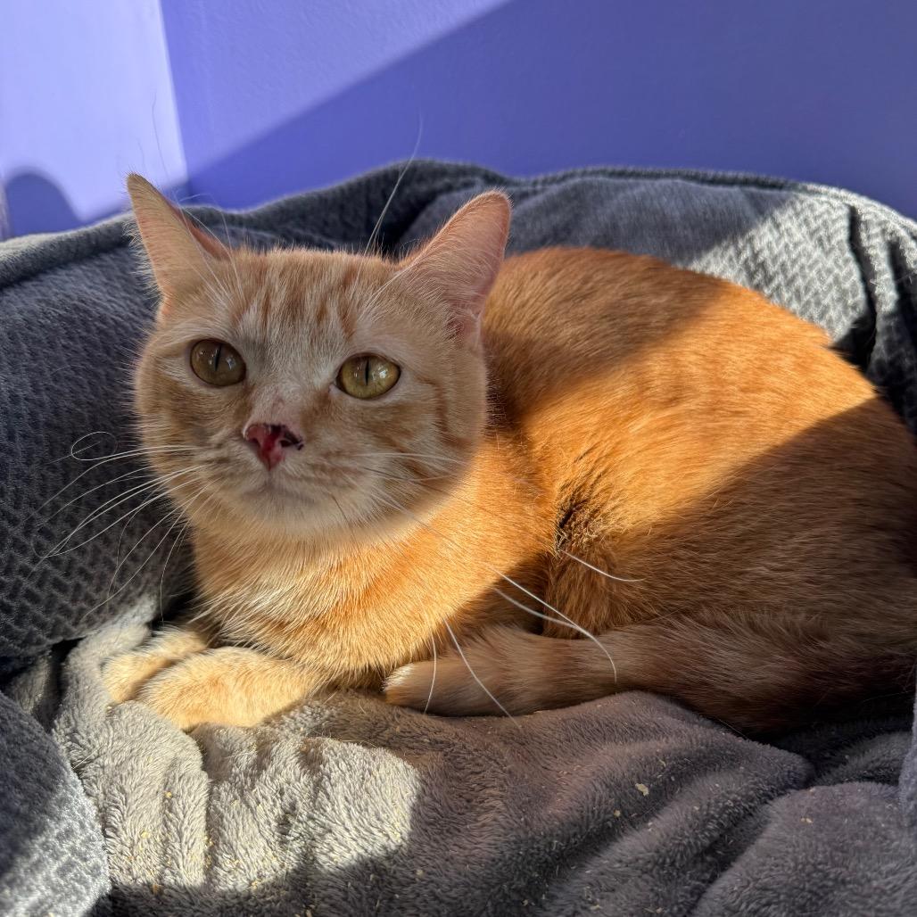 Enlarge Voyager, a Adoptable Domestic Short Hair in Mankato, MN image 3/3