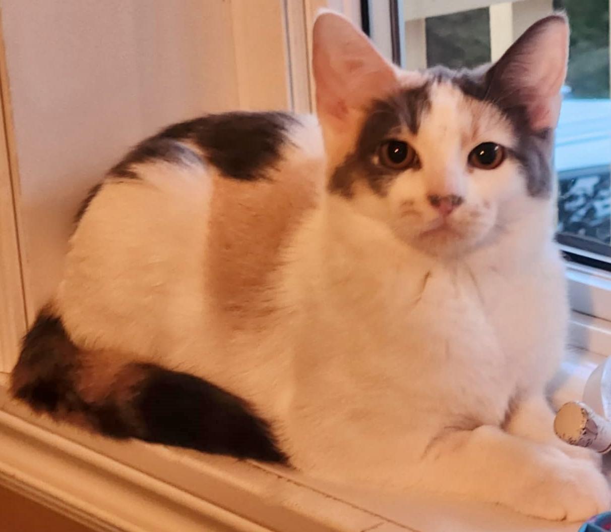 Prune, a Adoptable Domestic Short Hair in Chertsey, QC image 4/5