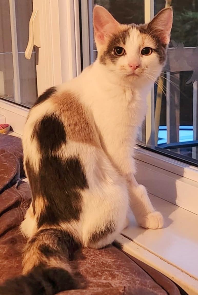 Prune, a Adoptable Domestic Short Hair in Chertsey, QC image 2/5