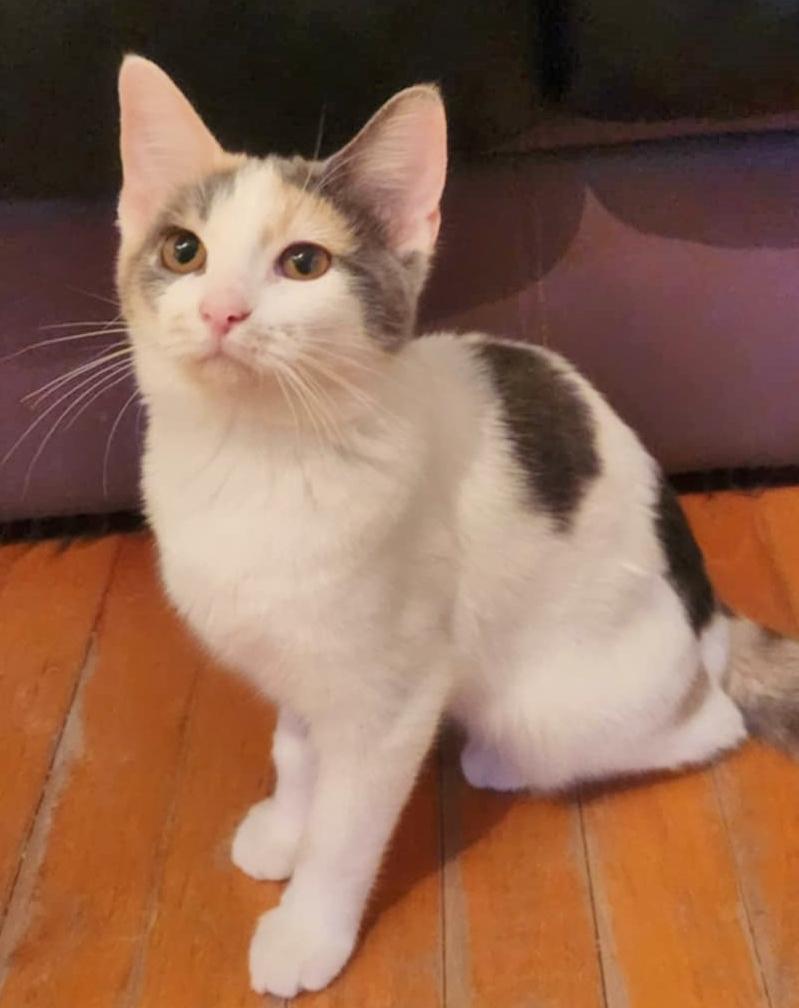 Prune, a Adoptable Domestic Short Hair in Chertsey, QC image 3/5