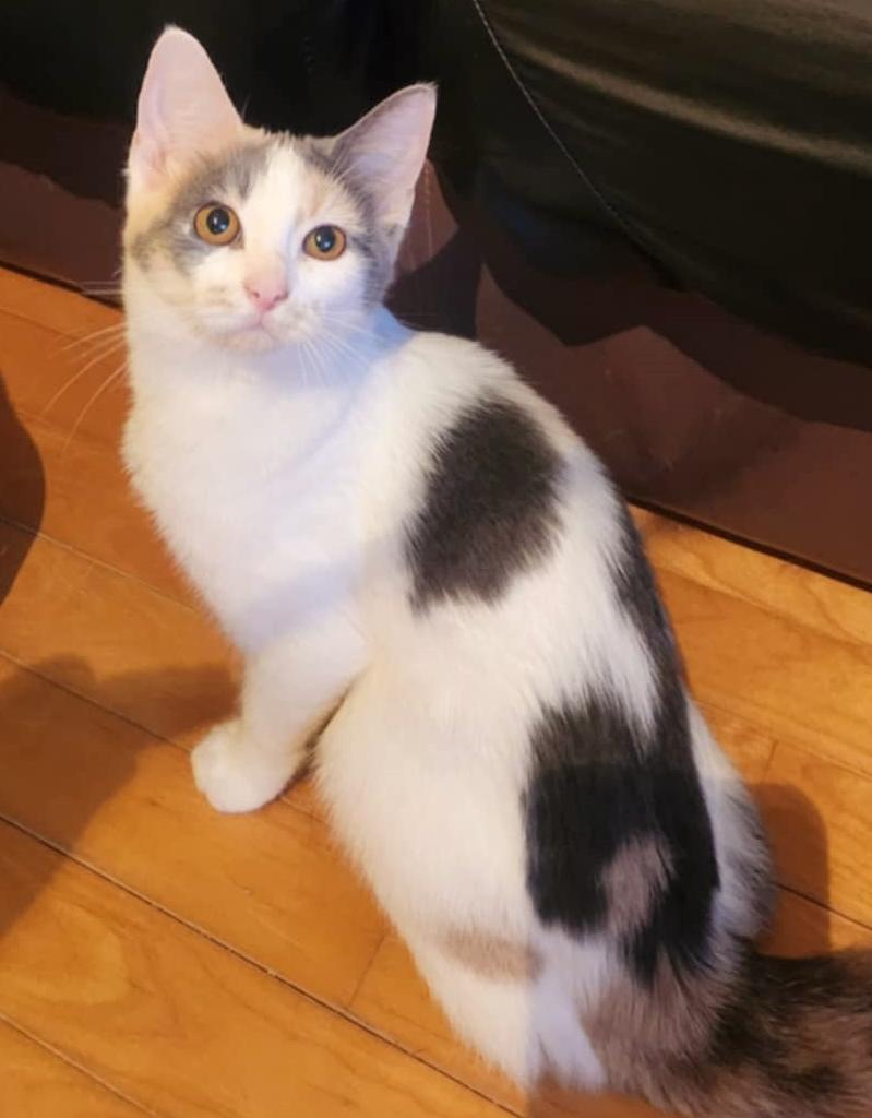 Prune, a Adoptable Domestic Short Hair in Chertsey, QC image 5/5