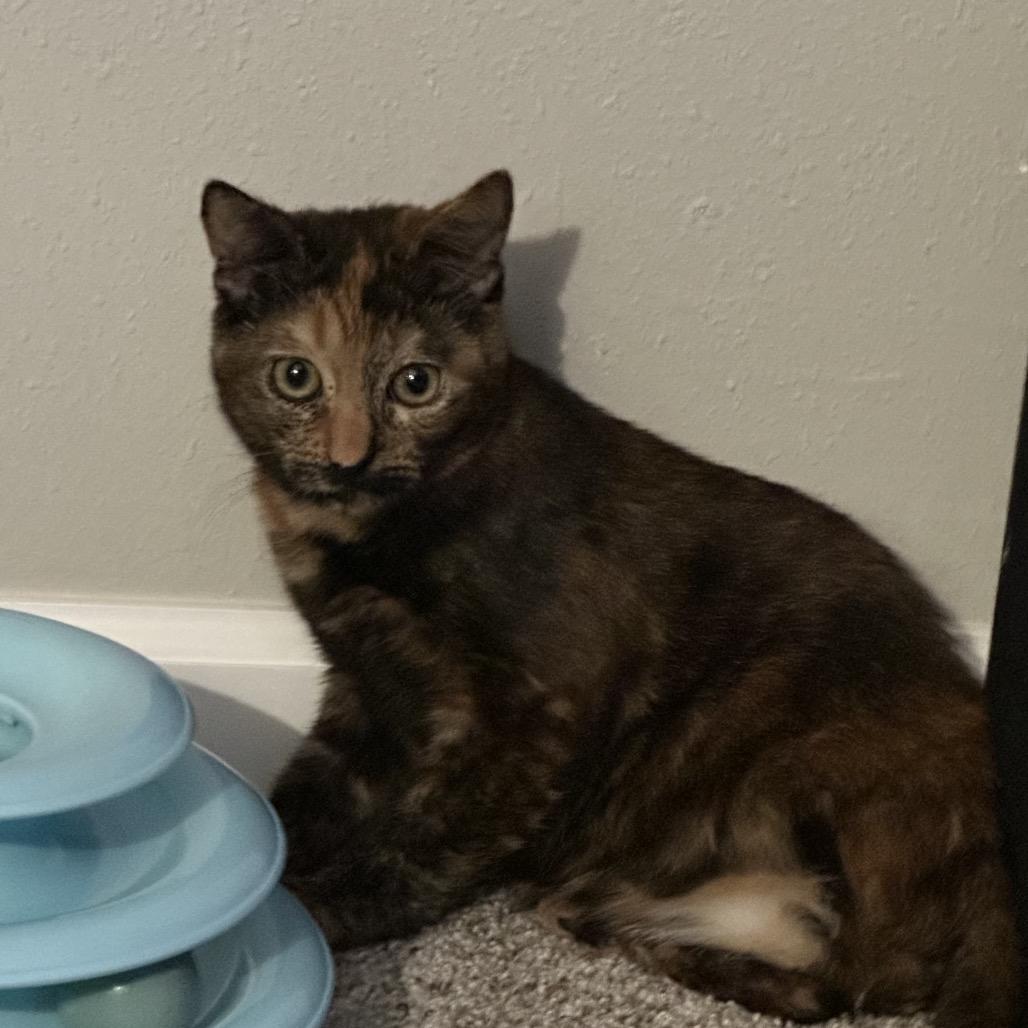 Peg Leg Sue, Adoptable, Young Female Domestic Short Hair.