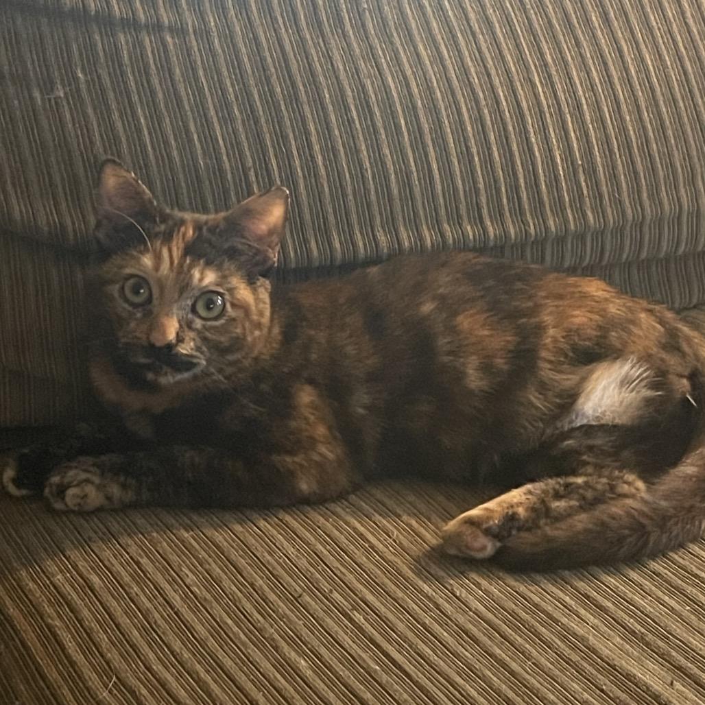 Enlarge Peg Leg Sue, a Adoptable Domestic Short Hair in Boerne, TX image 2/2