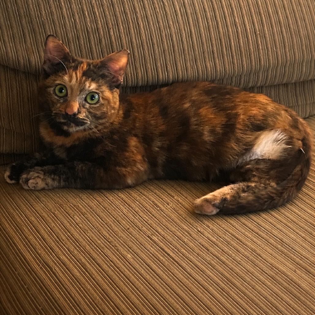 Enlarge Peg Leg Sue, a Adoptable Domestic Short Hair in Boerne, TX image 2/2