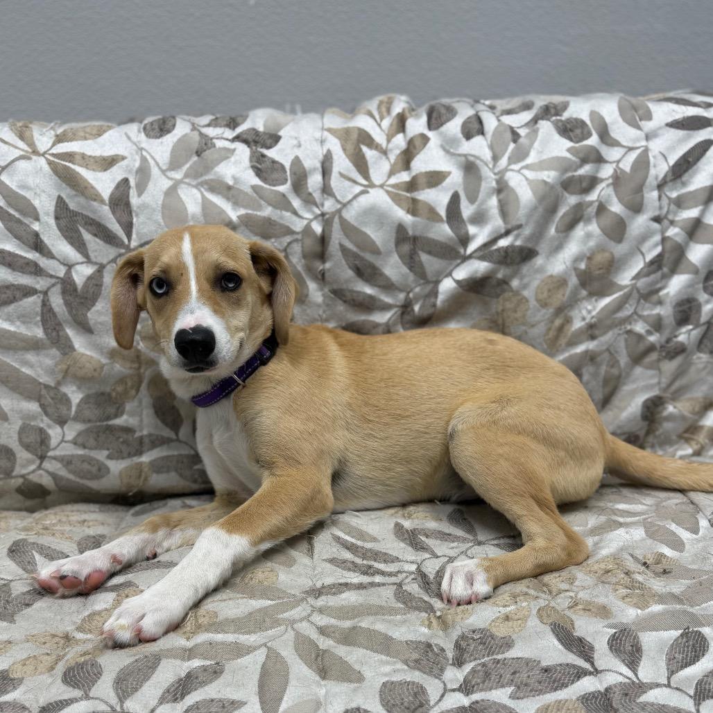 Enlarge Amber, a ADOPTABLE mixed breed in Monticello, IA image 4/6