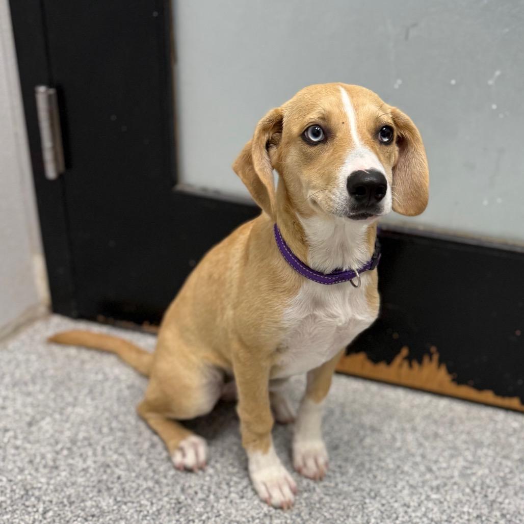 Enlarge Amber, a ADOPTABLE mixed breed in Monticello, IA image 3/6