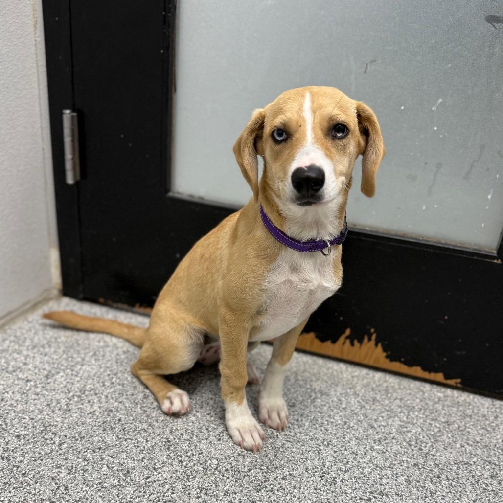 Enlarge Amber, a ADOPTABLE mixed breed in Monticello, IA image 6/6