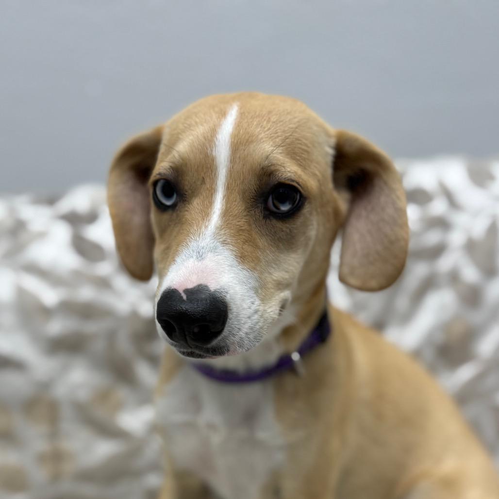 Enlarge Amber, a ADOPTABLE mixed breed in Monticello, IA image 2/6