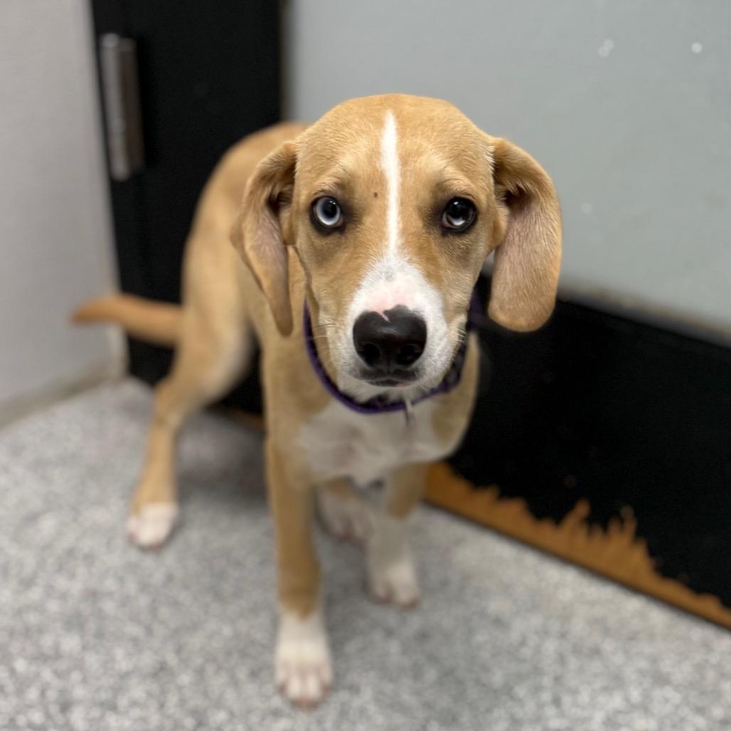 Enlarge Amber, a ADOPTABLE mixed breed in Monticello, IA image 1/6