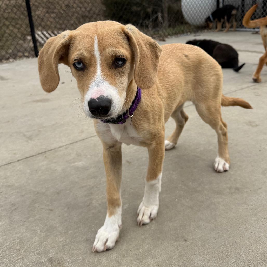 Enlarge Amber, a ADOPTABLE mixed breed in Monticello, IA image 5/6