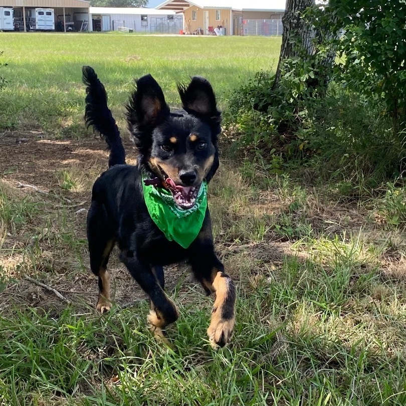 Ringo 3