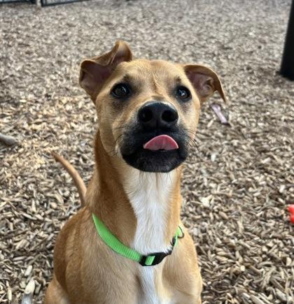 Enlarge Spartan, a Adoptable Mixed Breed in Carrollton, TX image 1/3