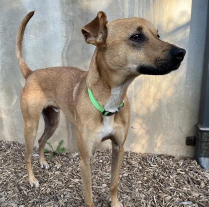 Enlarge Spartan, a Adoptable Mixed Breed in Carrollton, TX image 2/3