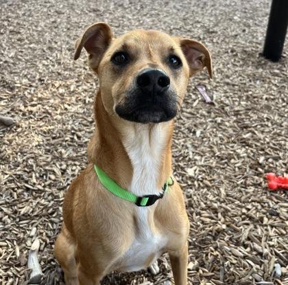 Enlarge Spartan, a Adoptable Mixed Breed in Carrollton, TX image 3/3