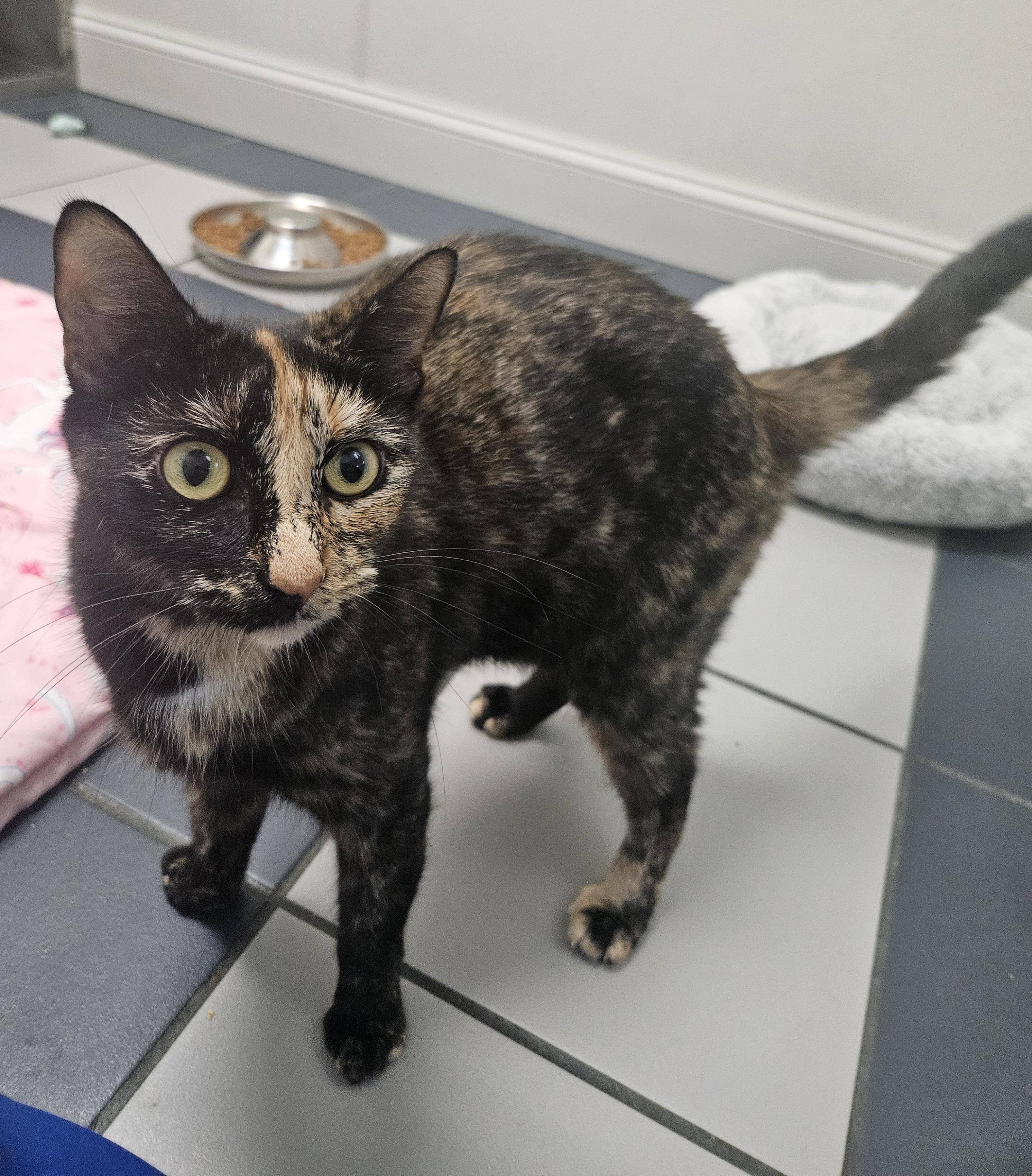 Enlarge June Bug, a Adoptable Domestic Short Hair in Fall River, MA image 1/1