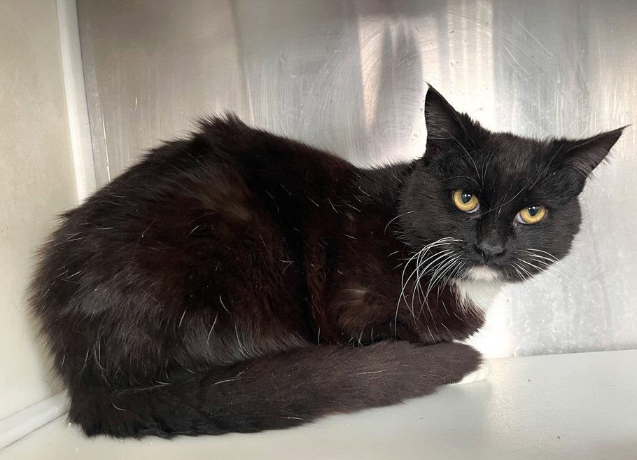 Tyrion, Adoptable, Adult Male Tuxedo.