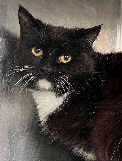Enlarge Tyrion, a Adoptable Tuxedo in Carrollton, GA image 2/3
