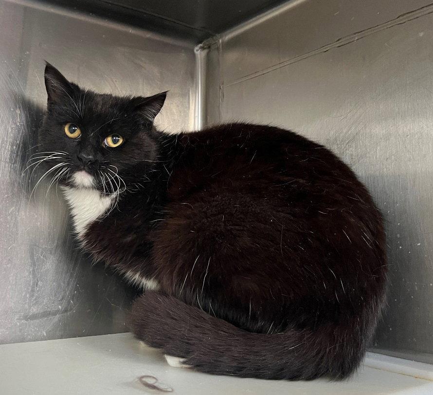 Enlarge Tyrion, a Adoptable Tuxedo in Carrollton, GA image 3/3