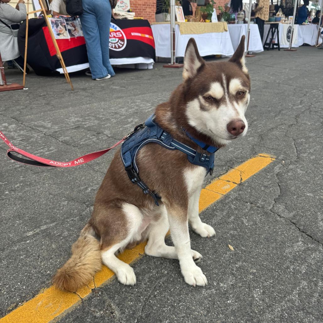 Enlarge Harry, a Adoptable Siberian Husky in Pasadena, CA image 1/6
